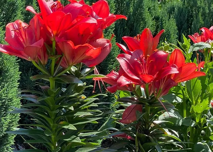 Appartement Luxury Curchi 1 Billund